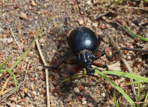 Brachycerus sp.